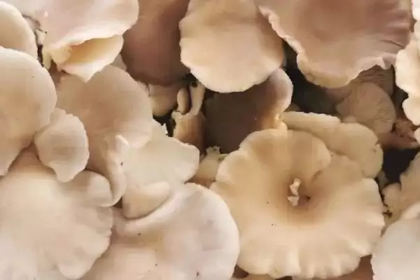 农村食用菌种植效益揭秘，香菇等品种成热门选择插图3
