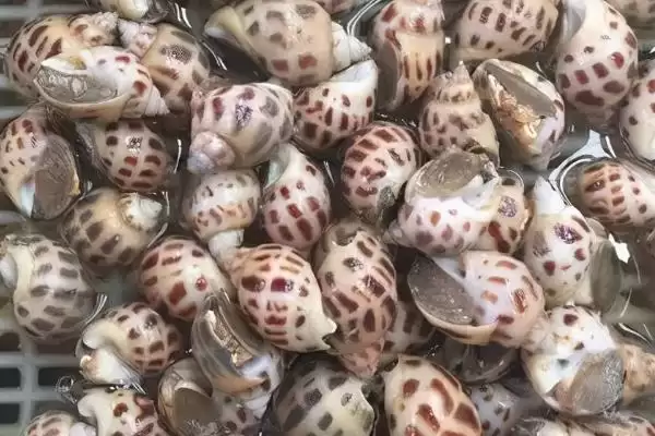 家养小龙虾要喂什么 ，家养小龙虾喂蚯蚓等食物合适吗？插图1
