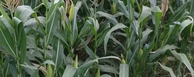 靖玉2号玉米品种特性揭秘，喷淋心叶防治要点深度解读-会东网