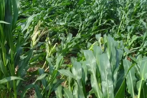 江甜糯 2 号玉米品种简介 ，江甜糯 2 号玉米后期咋防病虫害？插图2