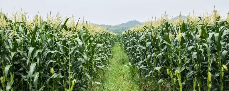 嘉玉甜 22 玉米种子特征特性 ，嘉玉甜 22 玉米株型平展有啥优势？-会东网