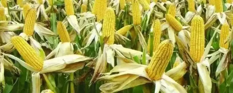 锦华 506 玉米种子特点 ,锦华 506 玉米中抗灰斑病,产量受影响吗?插图 锦华 506 玉米种子特点 ,锦华 506 玉米中抗灰斑病,产量受影响吗?插图