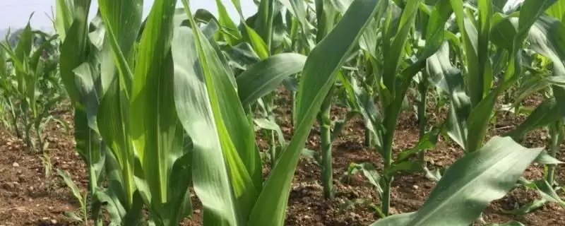 均达1号玉米种子特性揭秘，种植密度不宜过大要点解读-会东网