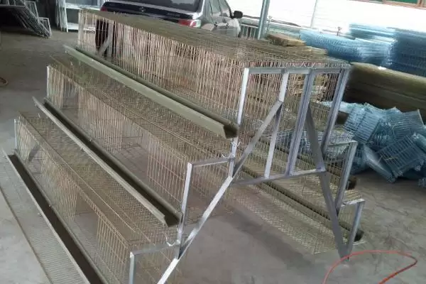 鸡笼如何搭建 ，根据鸡数量确定大小真的合理吗插图1