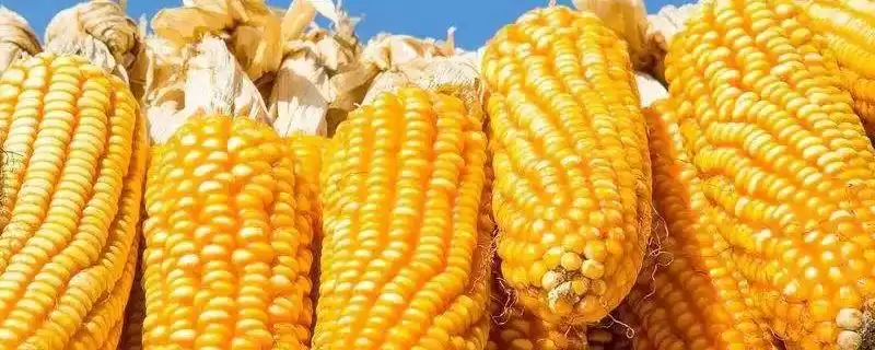 颗玉819玉米种登场，中抗镰孢穗腐病特性要点公布-会东网