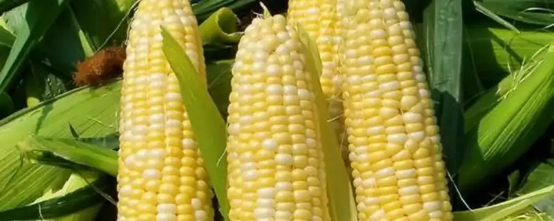 壳盛501玉米品种特性揭秘，6月上旬到6月中旬适宜播期公布-会东网