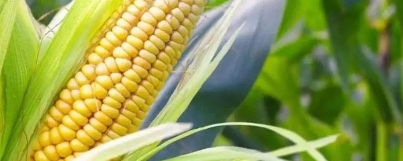 花糯 4 号玉米品种的特性 ，7 月下旬前秋播合适吗-会东网