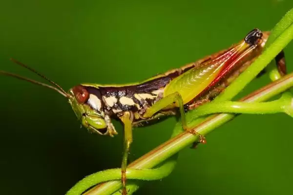 蝗虫的寿命 ，2 – 3 个月寿命对农业有啥影响插图4