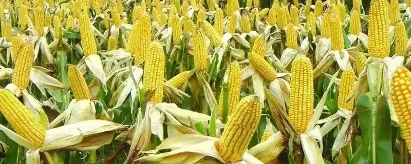 海禾超玉 99 玉米种子介绍 ，6 月上中旬播种有啥依据-会东网