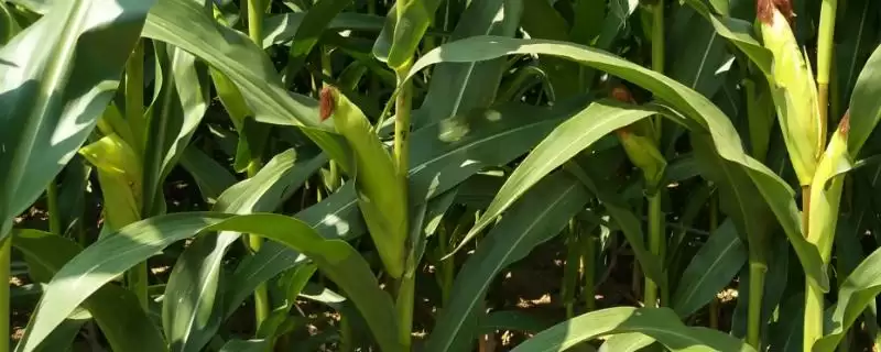 桓丰 601 玉米种子特征特性 ，夏播生育期 102 天效益咋样-会东网