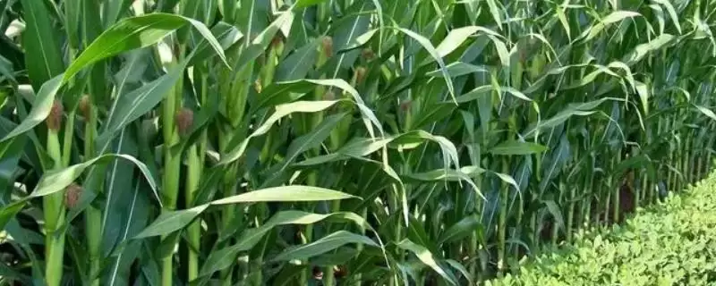 九单318玉米种子上线,比先玉335早1天亮点解读-会东网