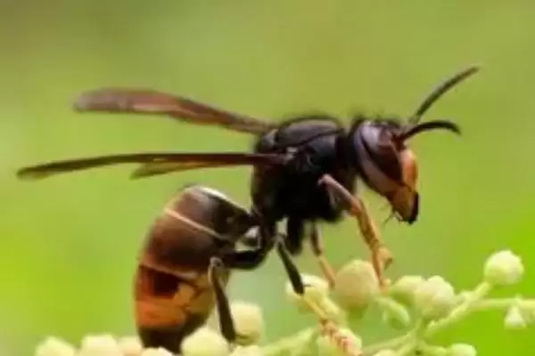 胡蜂的种类 ,金环胡蜂等常见种类有啥区别插图5 胡蜂的种类 ,金环胡蜂等常见种类有啥区别插图5