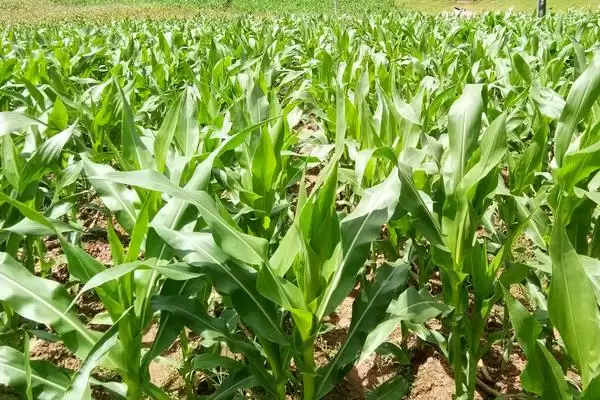 宏瑞 158 玉米品种的特性 ,中抗小斑病的它优势在哪插图2 宏瑞 158 玉米品种的特性 ,中抗小斑病的它优势在哪插图2