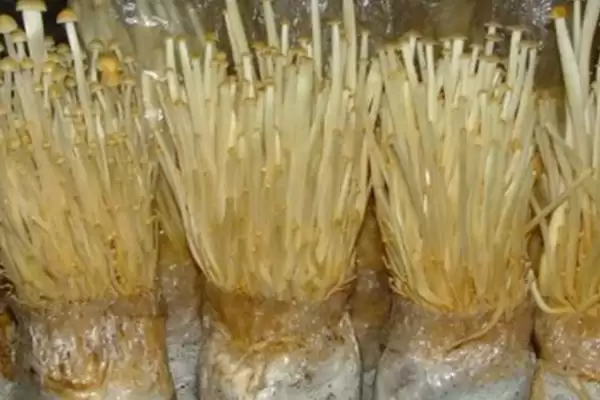 金针菇出菇期的水分管理技术 ，金针菇出菇期开袋搔菌有啥作用？插图1