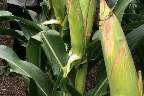 禾壮 88 玉米品种简介 ，中抗穗腐病的禾壮 88 产量咋样插图2