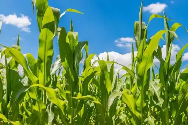 航星 118 玉米种子介绍 ,99 – 105 天生育期产量咋样插图1 航星 118 玉米种子介绍 ,99 – 105 天生育期产量咋样插图1