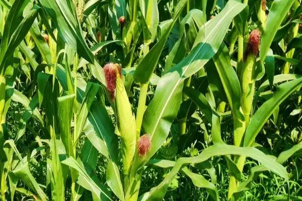 金苹 618 玉米种简介 ，金苹 618 玉米生育期 127 天左右，表现如何？插图2