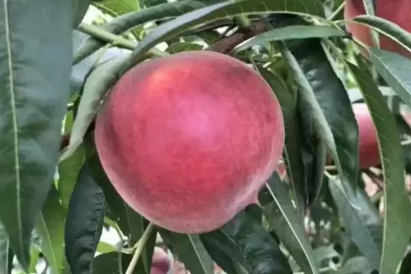 湖北农村种什么比较赚钱 ，秋葵种植收益为啥可观插图9