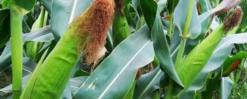 恒宇 619 玉米品种的特性 ，中抗茎腐病的恒宇 619 产量咋样-会东网