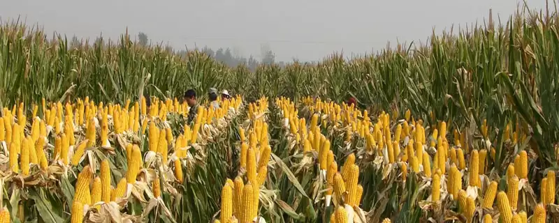 吉湘玉 2199 玉米种简介 ，吉湘玉 2199 玉米咋防治病虫害？-会东网