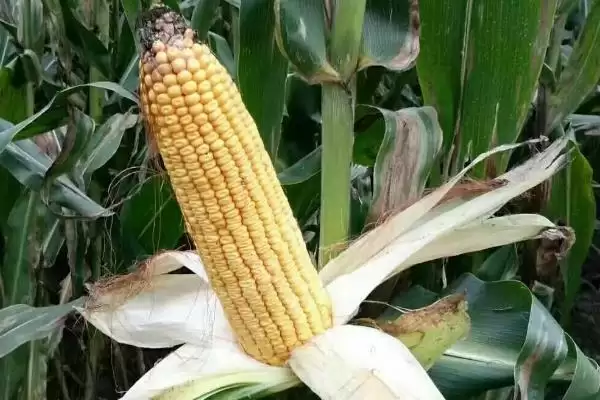 华农 138 玉米种子介绍 ，华农 138 玉米有啥独特种植优势插图3