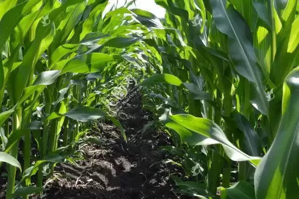 吉农大 80 玉米种子特征特性 ,吉农大 80 玉米为啥是中熟品种?插图1 吉农大 80 玉米种子特征特性 ,吉农大 80 玉米为啥是中熟品种?插图1