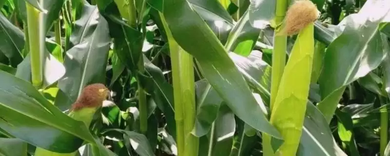 良禾66玉米品种登场，发挥丰产潜力要点深度解读-会东网