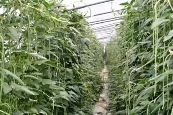 豇豆定植后如何管理 ，豇豆定植后浇稳苗水有啥作用？插图3