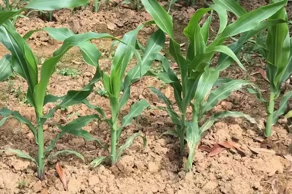 宏瑞 158 玉米品种的特性 ,中抗小斑病的它优势在哪插图1 宏瑞 158 玉米品种的特性 ,中抗小斑病的它优势在哪插图1