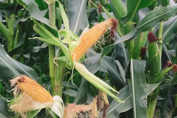 金玉 908 玉米种子特点 ,金玉 908 玉米全生育期 127 天,表现如何?插图2 金玉 908 玉米种子特点 ,金玉 908 玉米全生育期 127 天,表现如何?插图2