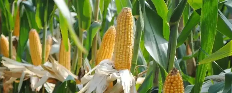 农大391玉米种子亮相,夏播青贮97天生育期成亮点插图 农大391玉米种子亮相,夏播青贮97天生育期成亮点插图