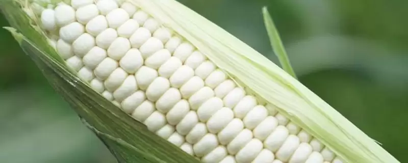 金和 3507 玉米品种的特性 ，金和 3507 玉米为啥 4 月上旬播种？-会东网