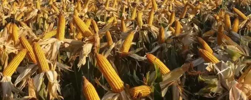 禾田 5 号玉米种的特征特性 ，夏播 107 天的它效益如何-会东网