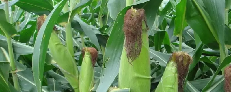 禾硕 107 玉米种简介 ,种子包衣防地下害虫咋操作-会东网