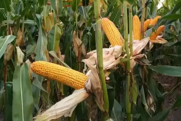 吉农玉 588 玉米品种的特性 ，吉农玉 588 玉米中抗大斑病，优势在哪？插图1