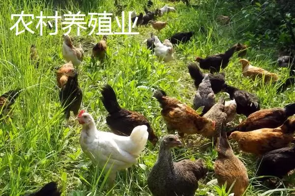 农村养殖业与种植业对比,养殖业风险更高引探讨插图1 农村养殖业与种植业对比,养殖业风险更高引探讨插图1