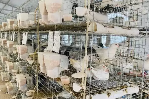 农村养殖业与种植业对比,养殖业风险更高引探讨插图5 农村养殖业与种植业对比,养殖业风险更高引探讨插图5