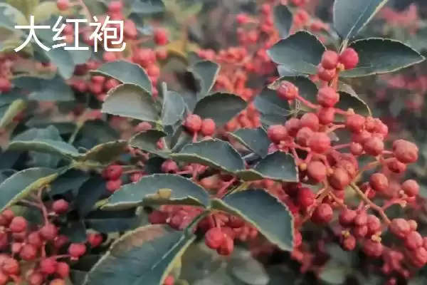 花椒的市场价格 ，各地区花椒售价为啥有差异插图5