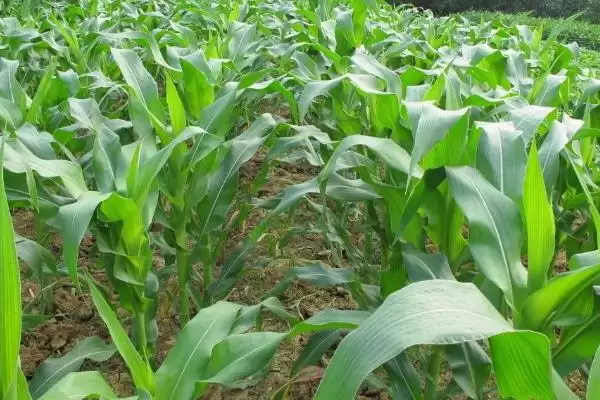 禾硕 107 玉米种简介 ,种子包衣防地下害虫咋操作插图2 禾硕 107 玉米种简介 ,种子包衣防地下害虫咋操作插图2