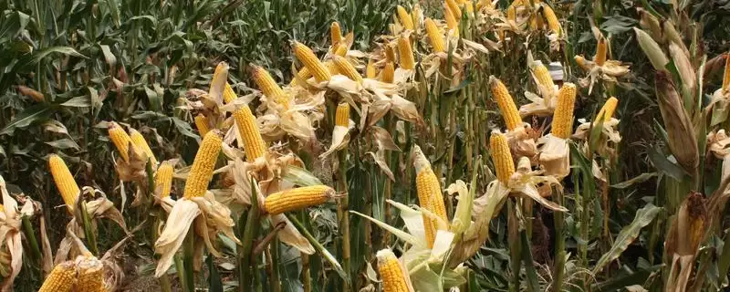 辉煌 101 玉米种子介绍 ，中等肥力地咋种辉煌 101-会东网