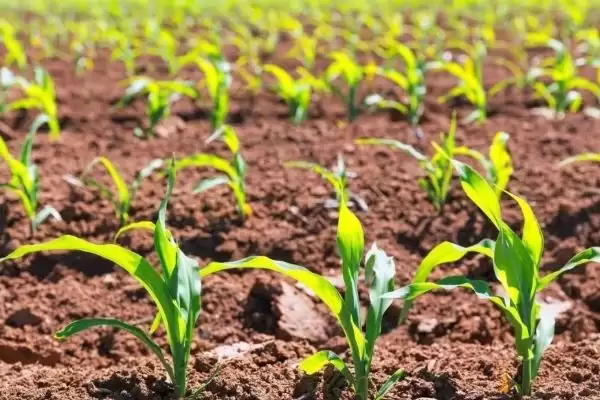 吉农大 302 号玉米种子介绍 ,吉农大 302 号玉米有哪些独特优势?插图1 吉农大 302 号玉米种子介绍 ,吉农大 302 号玉米有哪些独特优势?插图1