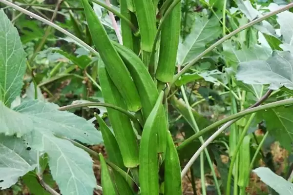 湖北农村种什么比较赚钱 ，秋葵种植收益为啥可观插图1