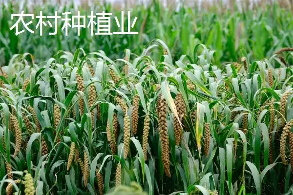 农村养殖业与种植业对比,养殖业风险更高引探讨插图2 农村养殖业与种植业对比,养殖业风险更高引探讨插图2