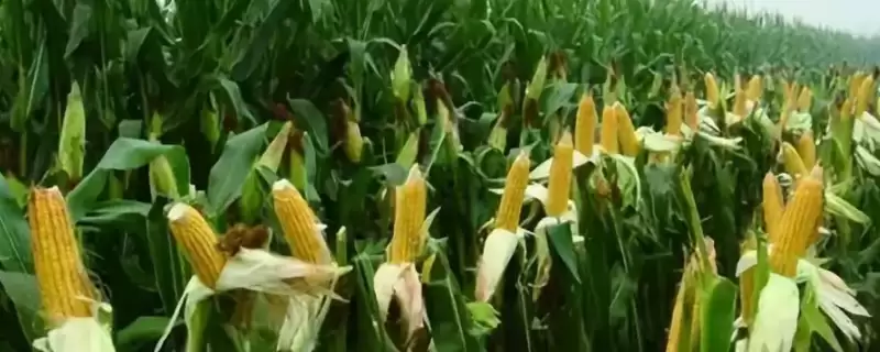 黑蒙 9820 玉米种子介绍 ，5000 株  亩密度种植可行吗-会东网