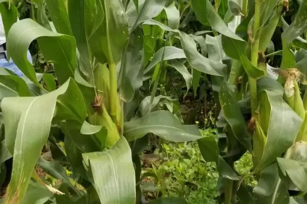 吉兆 6 号玉米种简介 ，吉兆 6 号玉米为啥密度 4500 株／亩左右？插图2