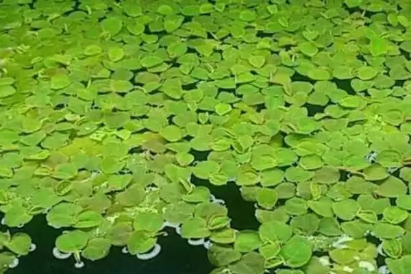 家养小龙虾要喂什么 ，家养小龙虾喂蚯蚓等食物合适吗？插图2