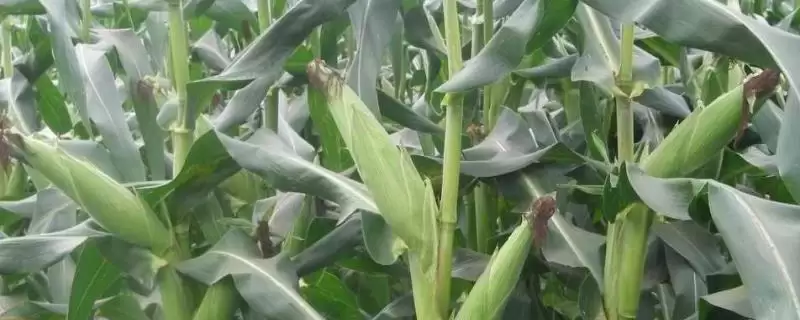 恒玉 36 玉米种简介 ，6 月上中旬播种的恒玉 36 有啥优势-会东网