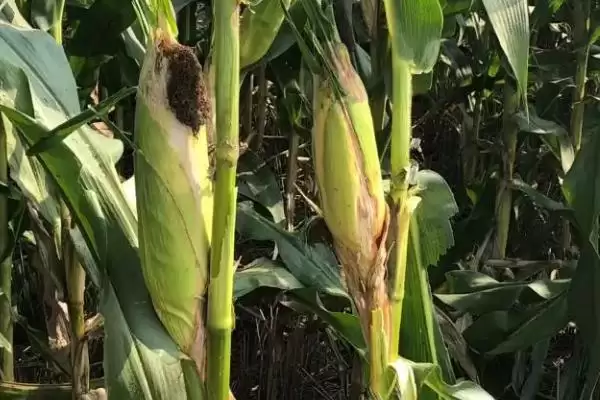 金玉 509 玉米品种简介 ，金玉 509 玉米春播 115 天，表现如何？插图3