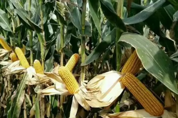 康村玉4号玉米种子上线，中抗茎腐病特性要点公布插图1