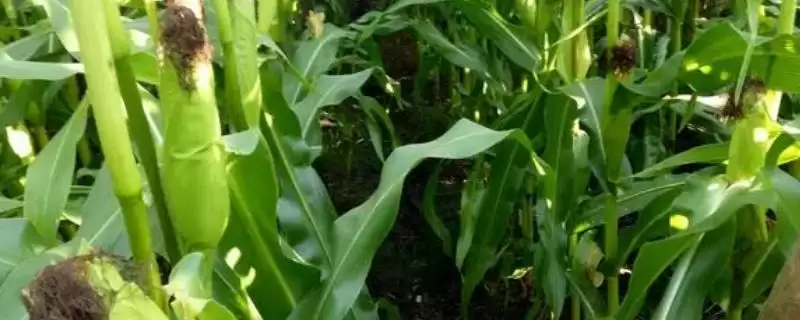 禾育 203 玉米品种简介 ，中抗玉米螟虫的它有啥好处-会东网